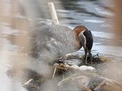 Grebe nest with four eggs