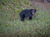 BLACK BEAR AT ANYOX BC