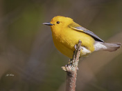 Prothonotary warbler