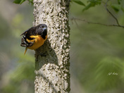 Male baltimore oriole