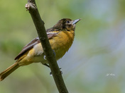 Female baltimore oriole