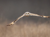 Short-eared Owl