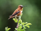 Rufous Hummingbird