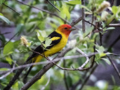 Western Tanager