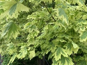 Variegated Maple Tree