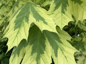 Variegated Maple Tree