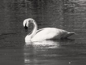 Trumpeter Swan