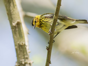 Cape-may warbler
