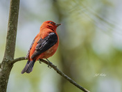Scarlet tanager