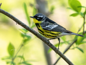 Magnolia warbler