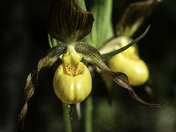 Yellow Lady Slipper