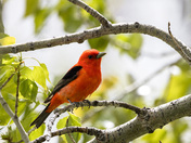 Scarlet Tanager 