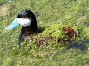 Ruddy Duck