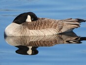 Canada Goose