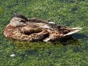 Mallard Duck