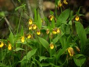Yellow Ladyslipper