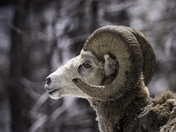the Story that a Bighorn Sheep's horns tell.