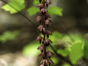 Striped Coralroot