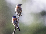 Western Bluebirds - Nesting Pair