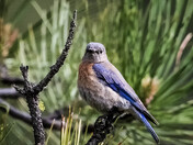 Western Bluebird