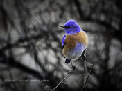 Western Bluebird