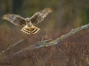 Northern Harrier (Marsh hawk)