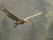 Sandhill Crane