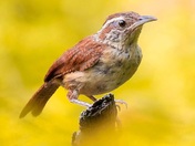 Carolina wren