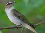 Red-eyed vireo 
