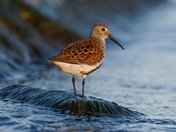 Dublin sandpiper 