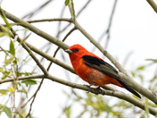Scarlet Tanager 