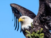 Bald Eagle