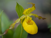 Little Yellow Slipper