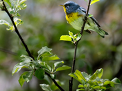 Northern Parula