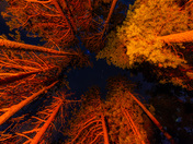 Looking up into the night