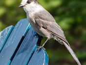 Grey Jay
