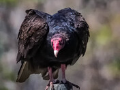 Turkey Vulture