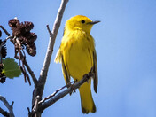 Yellow Warbler