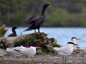 In the land of Caspian Terns and Cormorants.