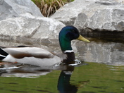 Handsome Mallard drake