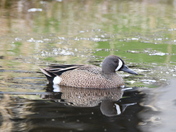 Bluewing Teal drake
