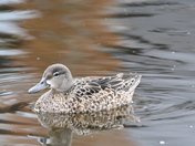 Bluewing Teal hen