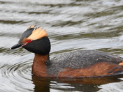 Horned Grebe in breeding colours