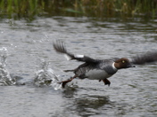 Goldeneye taking flight