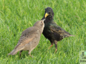 "Look at me "Mama", I'm growing!"