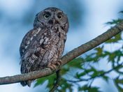 Eastern screech owl
