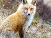 Red Fox 