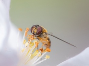 Here Come the Blooms