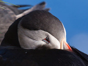 Relaxing Puffin