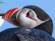 Just a puffin enjoying their day.